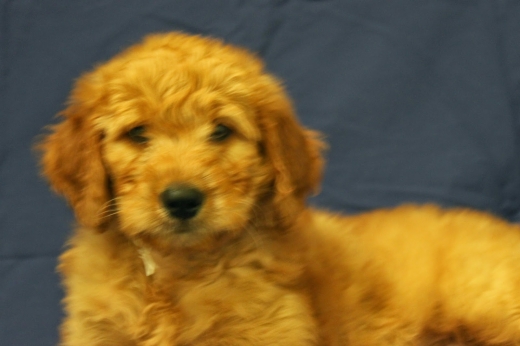 Breeders Club of America in Middletown City, New Jersey, United States - #2 Photo of Point of interest, Establishment, Store, Pet store