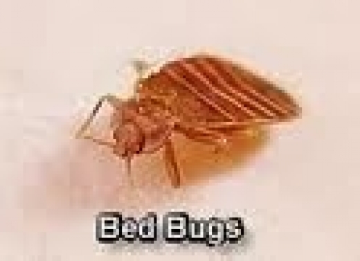 Photo by Bed Bug Pest Services for Bed Bug Pest Services
