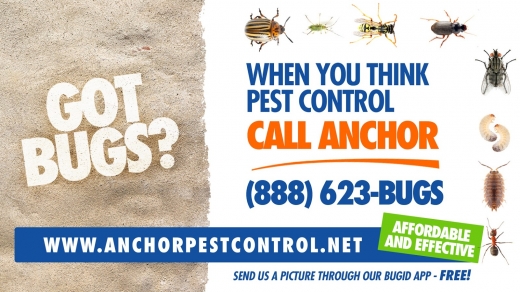 Photo by Anchor Pest Control for Anchor Pest Control