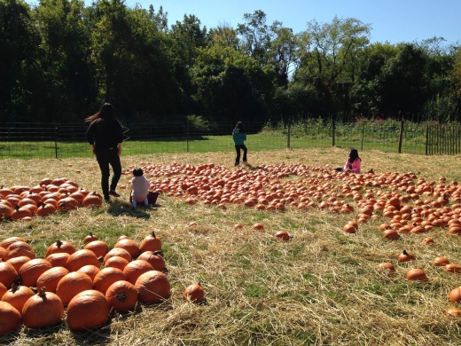 Photo by <br />
<b>Notice</b>:  Undefined index: user in <b>/home/www/activeuser/data/www/vaplace.com/core/views/default/photos.php</b> on line <b>128</b><br />
. Picture for Queens County Farm Museum in Floral Park City, New York, United States - Food, Point of interest, Establishment, Museum