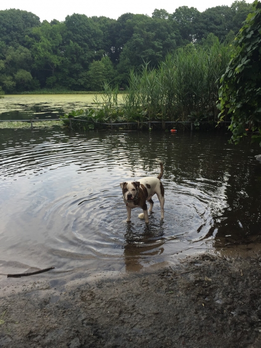 Prospect Park Dog Beach in Kings County City, New York, United States - #4 Photo of Point of interest, Establishment