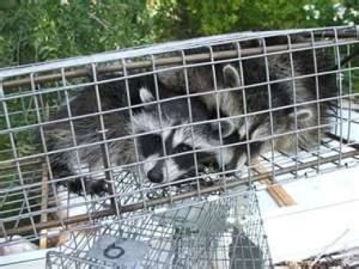Photo by Squirrel / Raccoon Removal NYSDEC Licensed Trapper for Squirrel / Raccoon Removal NYSDEC Licensed Trapper