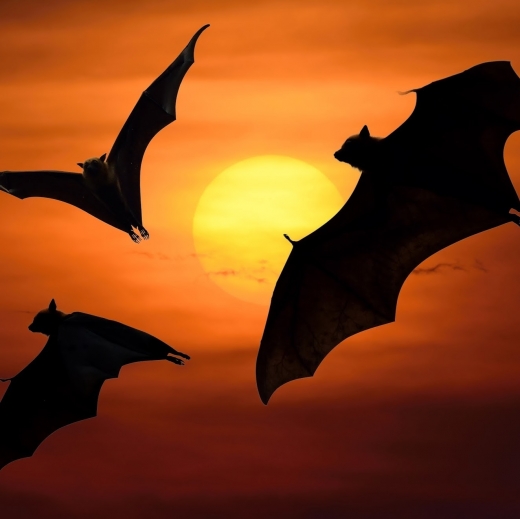 Photo by Bats Away for Bats Away