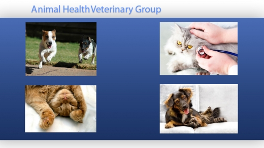 Animal Health Veterinary Group in Staten Island City, New York, United States - #3 Photo of Point of interest, Establishment, Veterinary care