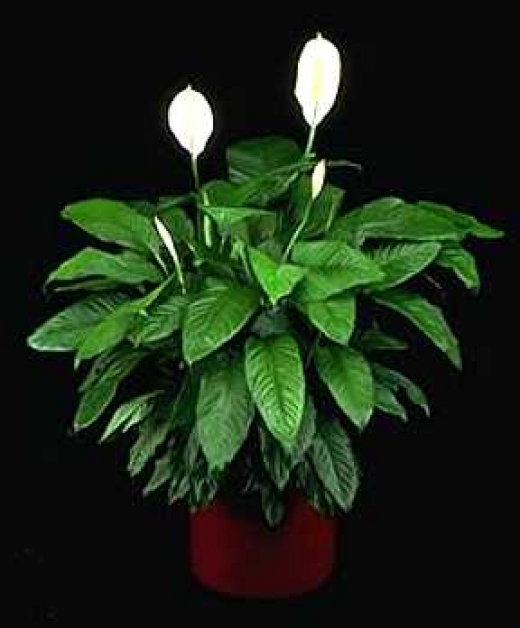 Photo by <br />
<b>Notice</b>:  Undefined index: user in <b>/home/www/activeuser/data/www/vaplace.com/core/views/default/photos.php</b> on line <b>128</b><br />
. Picture for Plants LeBacle Horticultural Design, Inc. in New York City, New York, United States - Point of interest, Establishment, Store, Florist