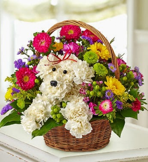 Photo by <br />
<b>Notice</b>:  Undefined index: user in <b>/home/www/activeuser/data/www/vaplace.com/core/views/default/photos.php</b> on line <b>128</b><br />
. Picture for Amendola Florist in Franklin Square City, New York, United States - Point of interest, Establishment, Store, Florist