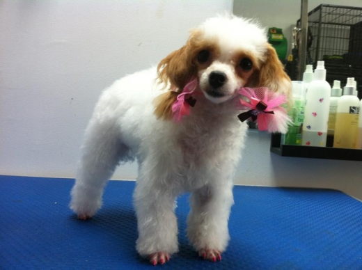 Photo by <br />
<b>Notice</b>:  Undefined index: user in <b>/home/www/activeuser/data/www/vaplace.com/core/views/default/photos.php</b> on line <b>128</b><br />
. Picture for Trezzor Grooming in Rockville Centre City, New York, United States - Point of interest, Establishment