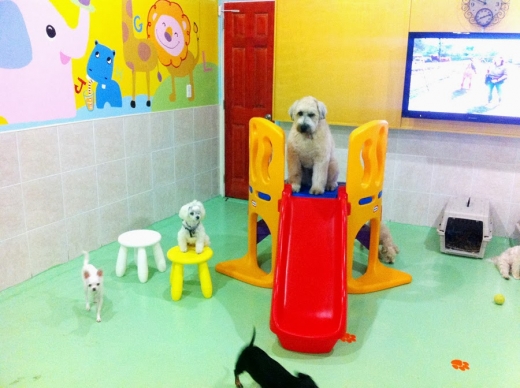NY Puppy Club in Flushing City, New York, United States - #4 Photo of Point of interest, Establishment
