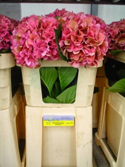 Calvert's Wholesale Flower in Middletown City, New Jersey, United States - #3 Photo of Point of interest, Establishment