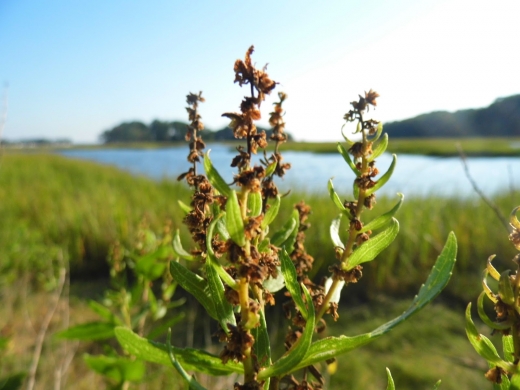 Photo by <br />
<b>Notice</b>:  Undefined index: user in <b>/home/www/activeuser/data/www/vaplace.com/core/views/default/photos.php</b> on line <b>128</b><br />
. Picture for Marshlands Conservancy in Rye City, New York, United States - Point of interest, Establishment, Park