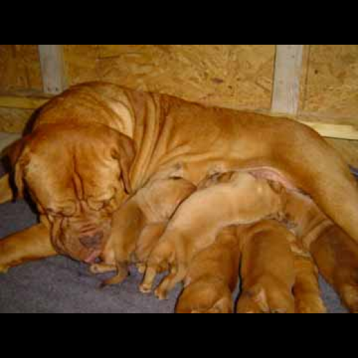 Photo by <br />
<b>Notice</b>:  Undefined index: user in <b>/home/www/activeuser/data/www/vaplace.com/core/views/default/photos.php</b> on line <b>128</b><br />
. Picture for OLD RED ENGLISH BULLDOGS KENNEL INC. in New York City, New York, United States - Point of interest, Establishment, Store, Pet store