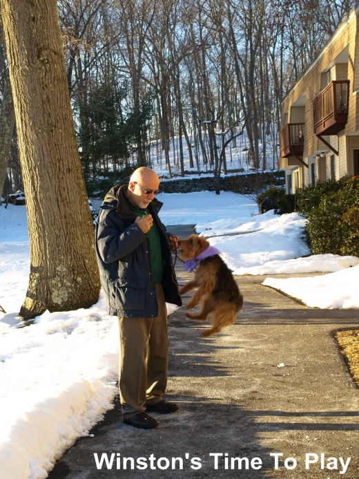 Dog Training by Bob Maida in Yonkers City, New York, United States - #3 Photo of Point of interest, Establishment
