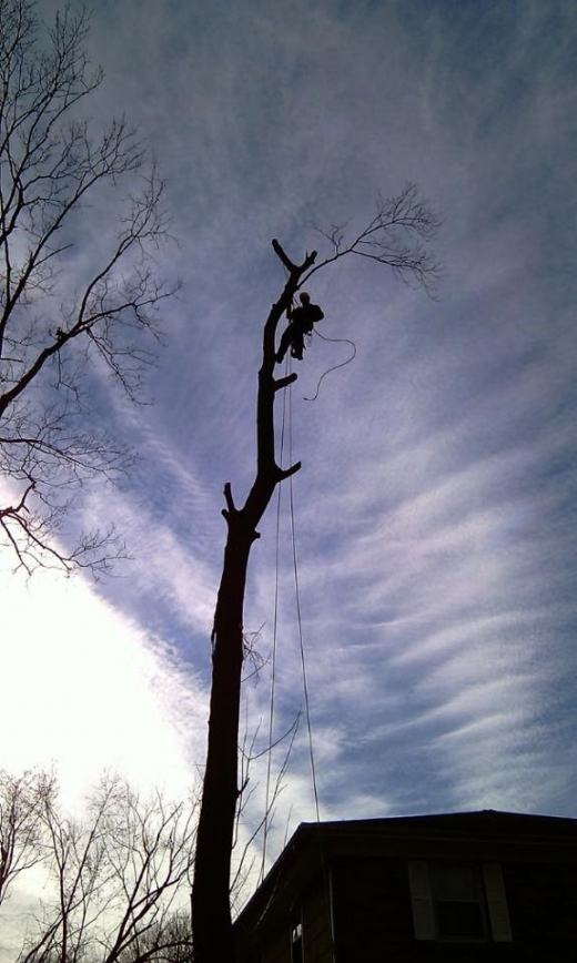 Photo by <br />
<b>Notice</b>:  Undefined index: user in <b>/home/www/activeuser/data/www/vaplace.com/core/views/default/photos.php</b> on line <b>128</b><br />
. Picture for Juan Concha Arborist Service in New Rochelle City, New York, United States - Point of interest, Establishment, General contractor