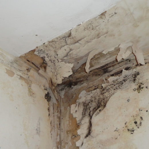 Photo by Mold & Water Specialists NJ for Mold & Water Specialists NJ