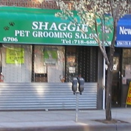 Photo by <br />
<b>Notice</b>:  Undefined index: user in <b>/home/www/activeuser/data/www/vaplace.com/core/views/default/photos.php</b> on line <b>128</b><br />
. Picture for Shaggie Pets Grooming Salon in Kings County City, New York, United States - Point of interest, Establishment, Veterinary care