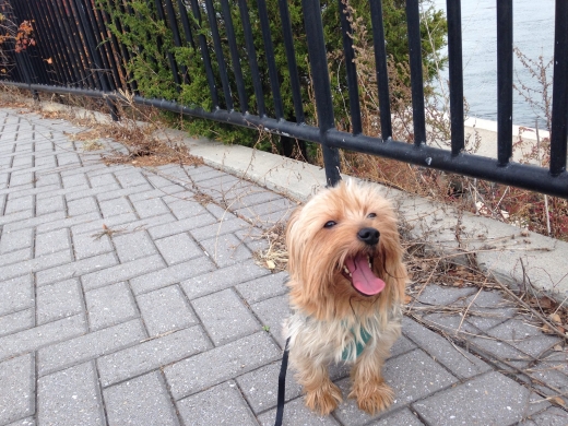Puppy love walks in New York City, New York, United States - #3 Photo of Point of interest, Establishment