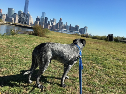 Paulus Hook Pet Care in Jersey City, New Jersey, United States - #2 Photo of Point of interest, Establishment