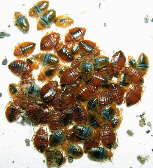 Photo by MiteBuster BedBug & Pest Control Services for MiteBuster BedBug & Pest Control Services