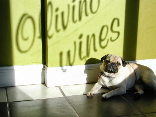 Photo by Olivino Wines for Olivino Wines