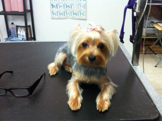 Photo by <br />
<b>Notice</b>:  Undefined index: user in <b>/home/www/activeuser/data/www/vaplace.com/core/views/default/photos.php</b> on line <b>128</b><br />
. Picture for Trezzor Grooming in Rockville Centre City, New York, United States - Point of interest, Establishment