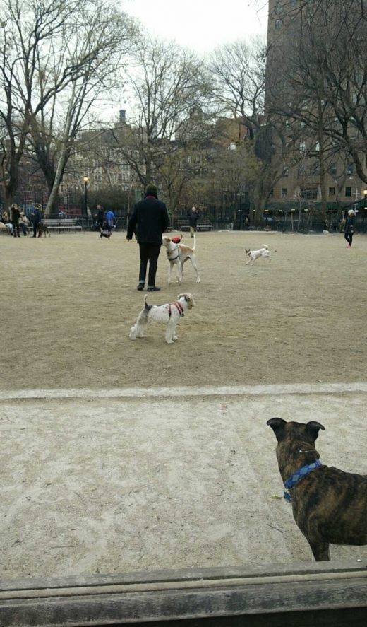 Photo by Mildred Shao for First Runner Dog Park