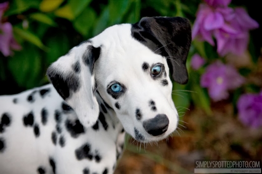 99 Dalmatians in Staten Island City, New York, United States - #3 Photo of Point of interest, Establishment, Store, Pet store