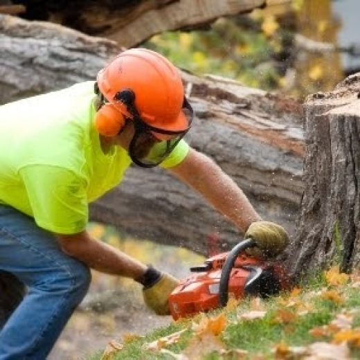 Boylan's Tree Service in Leonardo City, New Jersey, United States - #2 Photo of Point of interest, Establishment