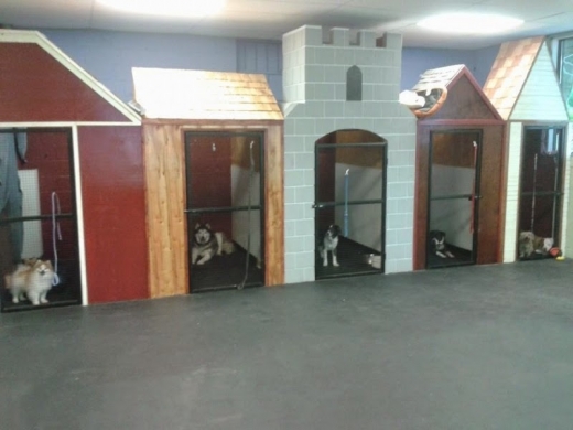 Lisa's Doggie Daycare & Pet Hotel in Clifton City, New Jersey, United States - #1 Photo of Point of interest, Establishment