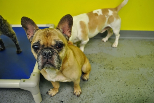 PupCulture in New York City, New York, United States - #3 Photo of Food, Point of interest, Establishment, Store, Pet store