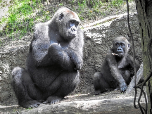 Congo Gorilla Forest in New York City, New York, United States - #1 Photo of Point of interest, Establishment