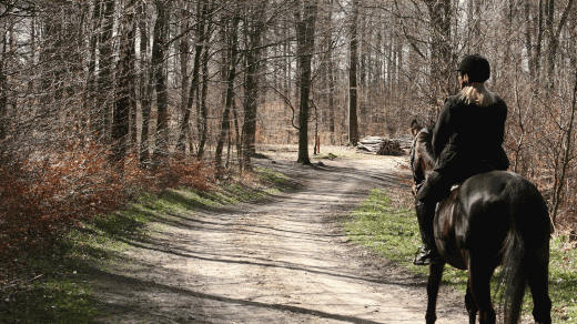 Horseback Riding New York in New York City, New York, United States - #3 Photo of Point of interest, Establishment