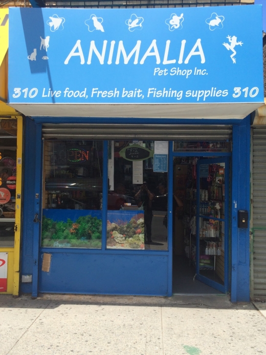 Animalia Pet Shop Inc in New York City, New York, United States - #1 Photo of Point of interest, Establishment, Store