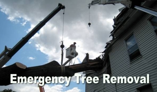 Photo by <br />
<b>Notice</b>:  Undefined index: user in <b>/home/www/activeuser/data/www/vaplace.com/core/views/default/photos.php</b> on line <b>128</b><br />
. Picture for Arborist Services By Dujets in Woodland Park City, New Jersey, United States - Point of interest, Establishment