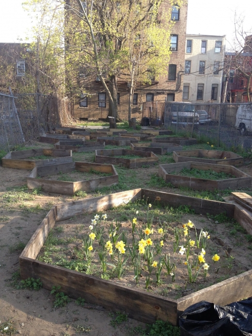 100 Quincy Community Garden in New York City, New York, United States - #4 Photo of Point of interest, Establishment, Park