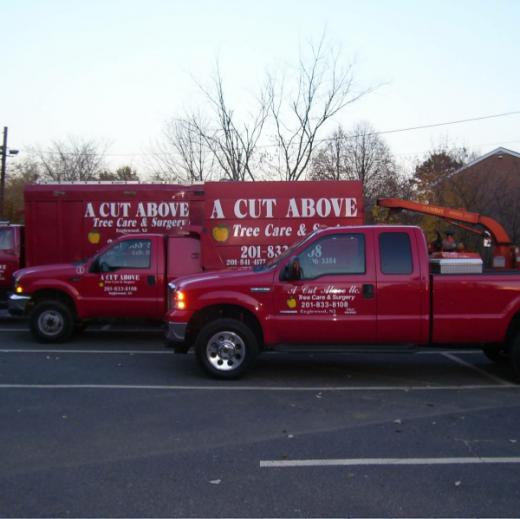 A Cut Above Tree Care & Service in Demarest City, New Jersey, United States - #1 Photo of Point of interest, Establishment