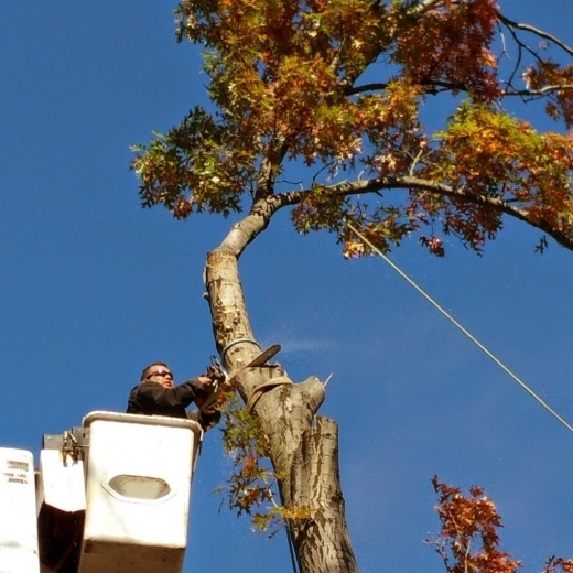 Photo by Bergenfield Tree Service, LLC for Bergenfield Tree Service, LLC
