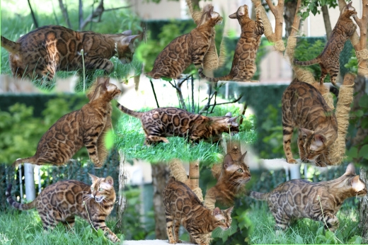 Bimini Bengal & Abyssinian cats cattery in Brooklyn City, New York, United States - #2 Photo of Point of interest, Establishment