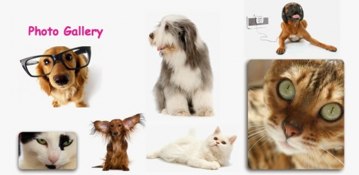 Photo by <br />
<b>Notice</b>:  Undefined index: user in <b>/home/www/activeuser/data/www/vaplace.com/core/views/default/photos.php</b> on line <b>128</b><br />
. Picture for Paws R US Pet Grooming in Keyport City, New Jersey, United States - Point of interest, Establishment