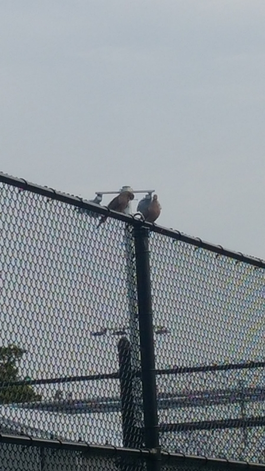 Crotona Park Tennis Center in Bronx City, New York, United States - #2 Photo of Point of interest, Establishment