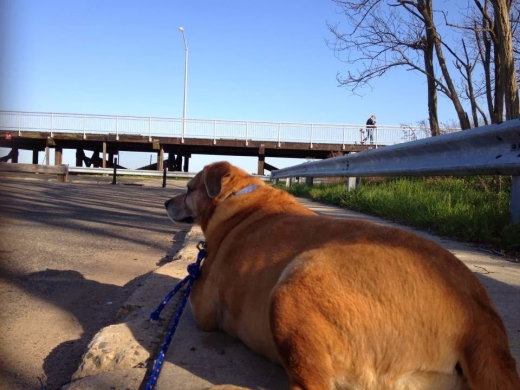 Camp Ruff Ruff -Dog Training - Dog Boarding - Walking in Staten Island City, New York, United States - #3 Photo of Point of interest, Establishment