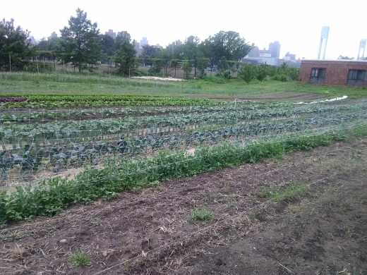 Randalls Island Sunken Garden Fields (90-91) in New York City, New York, United States - #4 Photo of Point of interest, Establishment