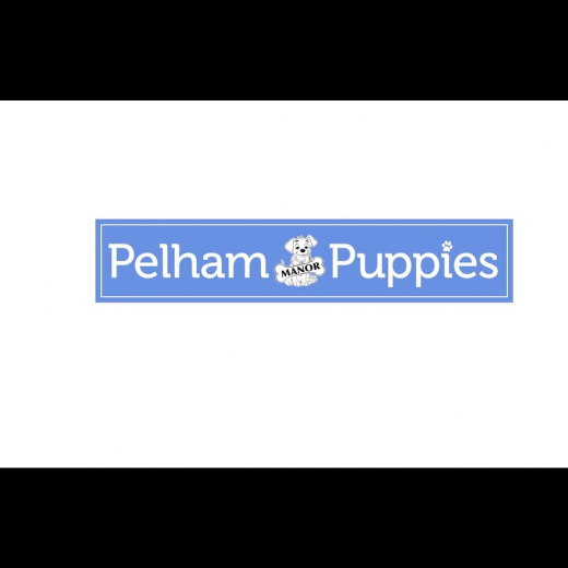 Pelham Puppies in Pelham City, New York, United States - #3 Photo of Point of interest, Establishment, Store, Pet store