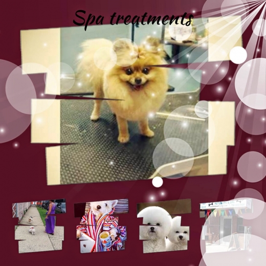 Photo by <br />
<b>Notice</b>:  Undefined index: user in <b>/home/www/activeuser/data/www/vaplace.com/core/views/default/photos.php</b> on line <b>128</b><br />
. Picture for NYC Grooming Palace in Howard Beach City, New York, United States - Point of interest, Establishment