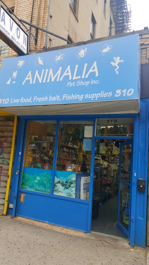 Animalia Pet Shop Inc in New York City, New York, United States - #3 Photo of Point of interest, Establishment, Store