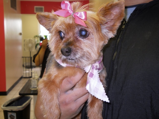 Bow Wow WOW Pet Groomers in Staten Island City, New York, United States - #2 Photo of Point of interest, Establishment