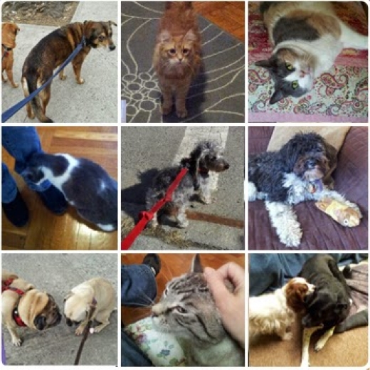 Bay Ridge Pet Sitter LLC in Kings County City, New York, United States - #3 Photo of Point of interest, Establishment