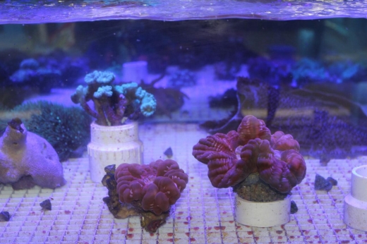 KHC Aquarium in Flushing City, New York, United States - #3 Photo of Point of interest, Establishment, Store, Pet store