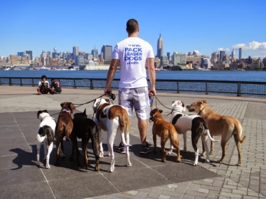 Photo by <br />
<b>Notice</b>:  Undefined index: user in <b>/home/www/activeuser/data/www/vaplace.com/core/views/default/photos.php</b> on line <b>128</b><br />
. Picture for Pack Leader Dogs in Hoboken City, New Jersey, United States - Point of interest, Establishment