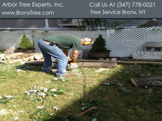 Photo by <br />
<b>Notice</b>:  Undefined index: user in <b>/home/www/activeuser/data/www/vaplace.com/core/views/default/photos.php</b> on line <b>128</b><br />
. Picture for Arbor Tree Experts Inc in Bronx City, New York, United States - Point of interest, Establishment