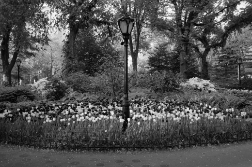 Olmsted Flower Bed in New York City, New York, United States - #4 Photo of Point of interest, Establishment, Park